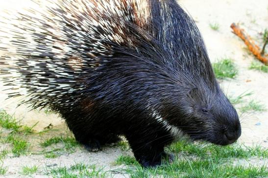 Stachelschwein Opel Zoo Kronberg 2013