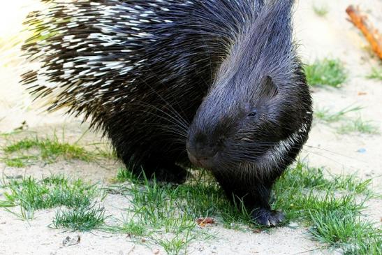 Stachelschwein Opel Zoo Kronberg 2013