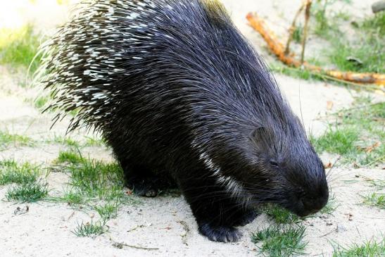 Stachelschwein Opel Zoo Kronberg 2013