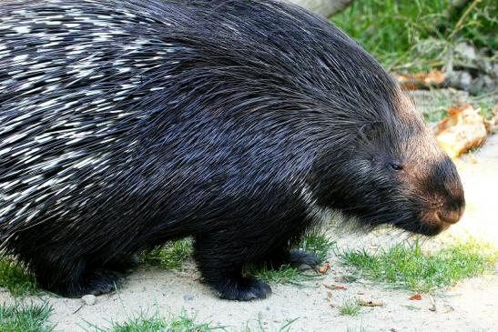 Stachelschwein Opel Zoo Kronberg 2013