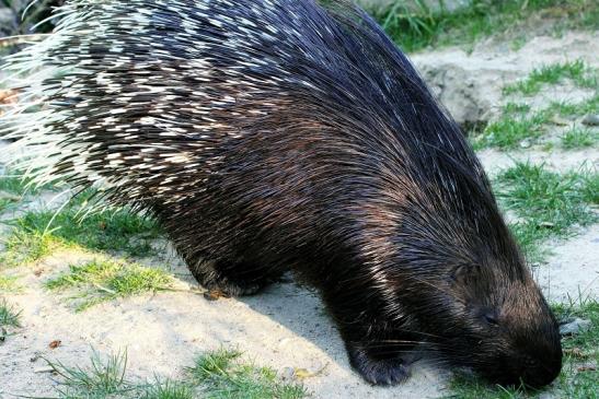 Stachelschwein Opel Zoo Kronberg 2013