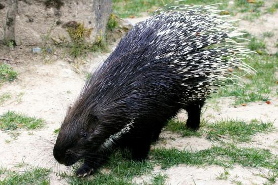 Stachelschwein Opel Zoo Kronberg 2013