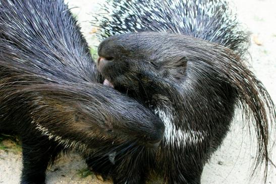 Stachelschwein Opel Zoo Kronberg 2013