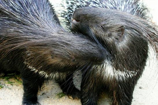 Stachelschwein Opel Zoo Kronberg 2013