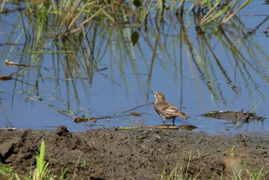 Star Jungtier Bingenheimer Ried Wetterau 2016