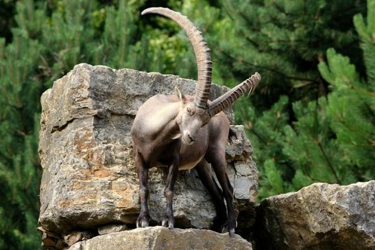 Steinbock Wildpark Bad Mergentheim 2015