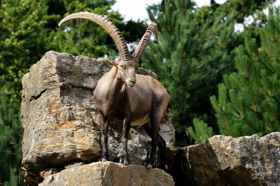 Steinbock Wildpark Bad Mergentheim 2015