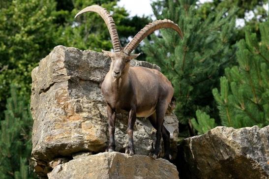 Steinbock Wildpark Bad Mergentheim 2015