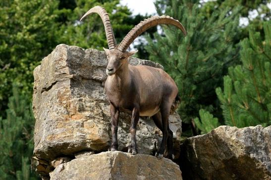 Steinbock Wildpark Bad Mergentheim 2015