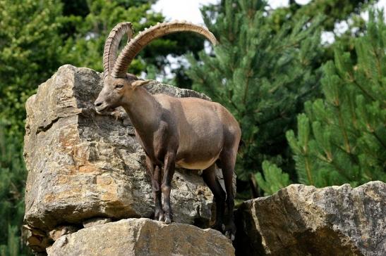 Steinbock Wildpark Bad Mergentheim 2015