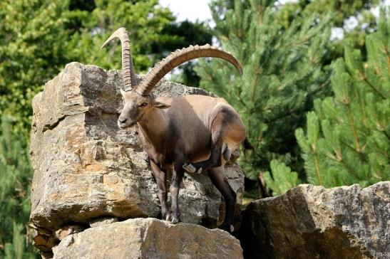 Steinbock Wildpark Bad Mergentheim 2015