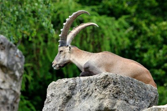 Steinbock Wildpark Bad Mergentheim 2015