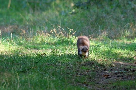 Steinmarder Wildpark Alte Fasanerie Klein Auheim 2020