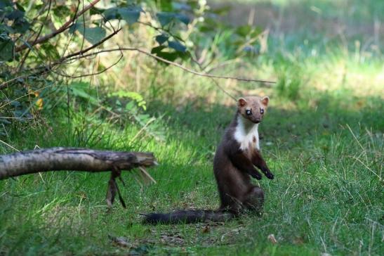 Steinmarder Wildpark Alte Fasanerie Klein Auheim 2020