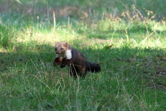 Steinmarder Wildpark Alte Fasanerie Klein Auheim 2020