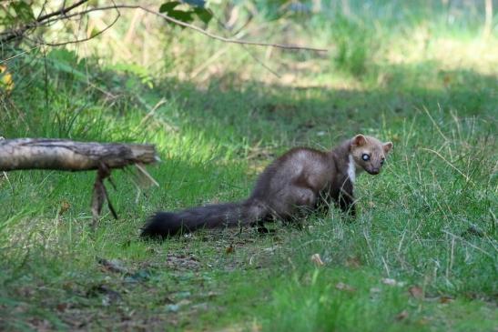 Steinmarder Wildpark Alte Fasanerie Klein Auheim 2020