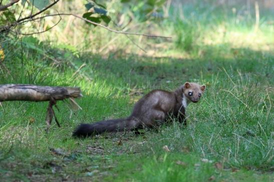 Steinmarder Wildpark Alte Fasanerie Klein Auheim 2020