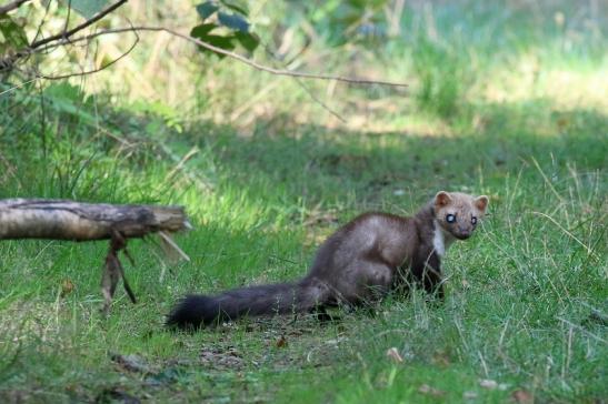 Steinmarder Wildpark Alte Fasanerie Klein Auheim 2020