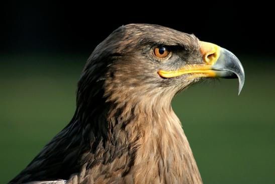 Steppenadler - Falknerei - Wildpark Alte Fasanerie Klein Auheim 2013