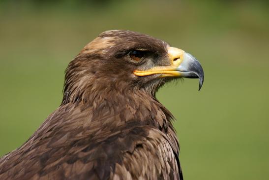 Steppenadler - Falknerei - Wildpark Alte Fasanerie Klein Auheim 2013