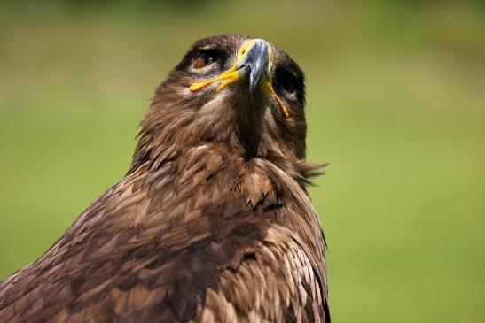 Steppenadler - Falknerei - Wildpark Alte Fasanerie Klein Auheim 2013