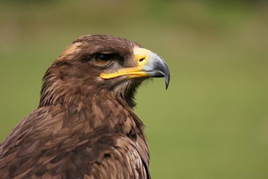 Steppenadler - Falknerei - Wildpark Alte Fasanerie Klein Auheim 2013