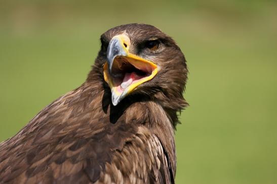 Steppenadler - Falknerei - Wildpark Alte Fasanerie Klein Auheim 2013