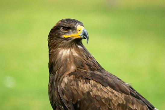 Steppenadler - Falknerei - Wildpark Alte Fasanerie Klein Auheim 2013