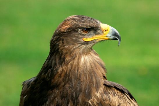 Steppenadler - Falknerei - Wildpark Alte Fasanerie Klein Auheim 2013