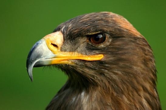 Steppenadler - Falknerei - Wildpark Alte Fasanerie Klein Auheim 2013