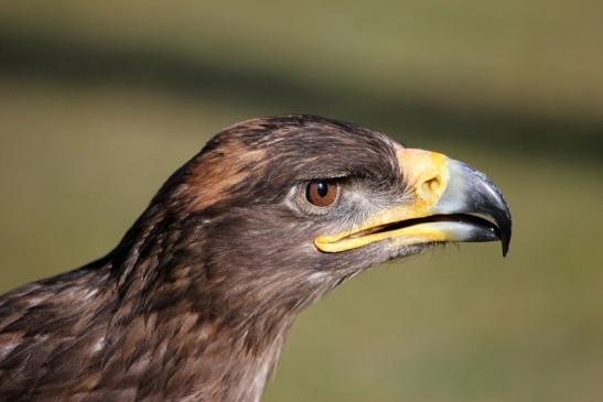 Steppenadler - Falknerei - Wildpark Alte Fasanerie Klein Auheim 2015