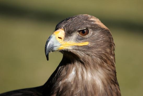 Steppenadler - Falknerei - Wildpark Alte Fasanerie Klein Auheim 2015