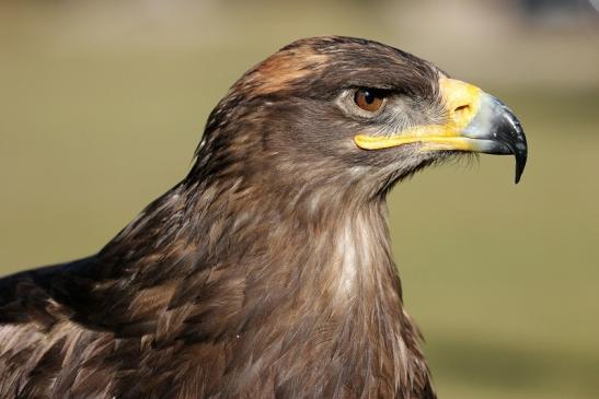 Steppenadler - Falknerei - Wildpark Alte Fasanerie Klein Auheim 2015