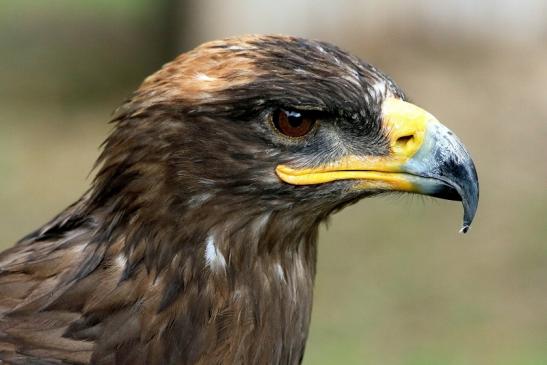 Steppenadler - Falknerei - Wildpark Alte Fasanerie Klein Auheim 2015