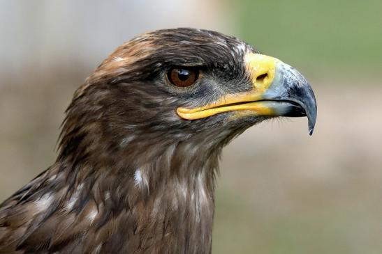 Steppenadler - Falknerei - Wildpark Alte Fasanerie Klein Auheim 2015