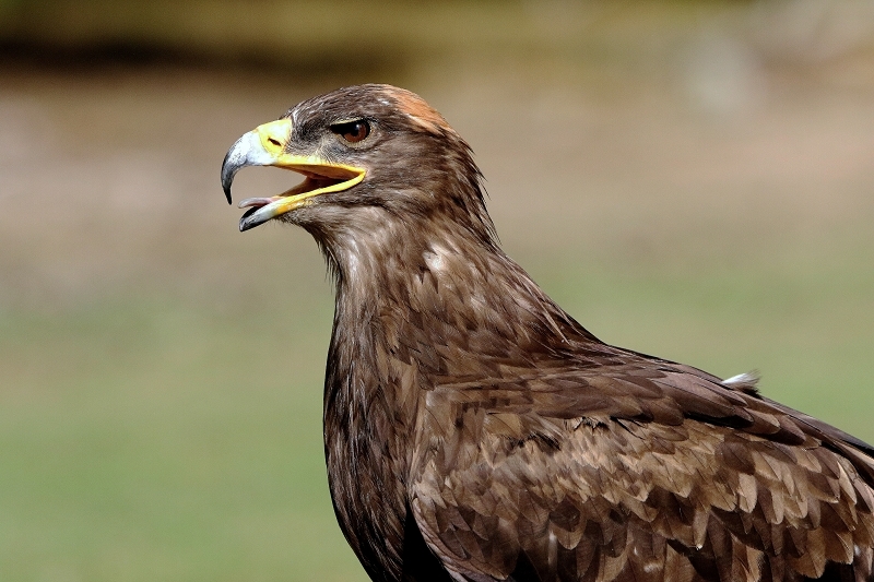 Steppenadler - Falknerei - Wildpark Alte Fasanerie Klein Auheim 2015