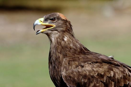 Steppenadler - Falknerei - Wildpark Alte Fasanerie Klein Auheim 2015