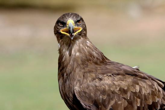 Steppenadler - Falknerei - Wildpark Alte Fasanerie Klein Auheim 2015