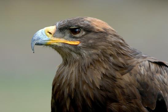 Steppenadler - Falknerei - Wildpark Alte Fasanerie Klein Auheim 2015