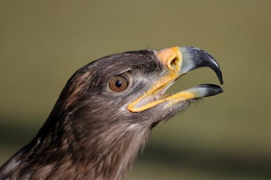 Steppenadler - Falknerei - Wildpark Alte Fasanerie Klein Auheim 2015