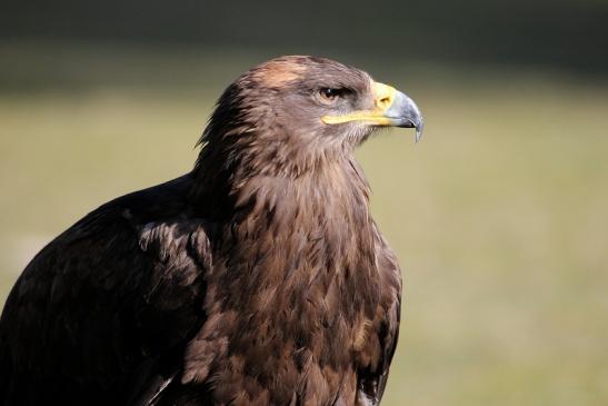 Steppenadler - Falknerei - Wildpark Alte Fasanerie Klein Auheim 2015