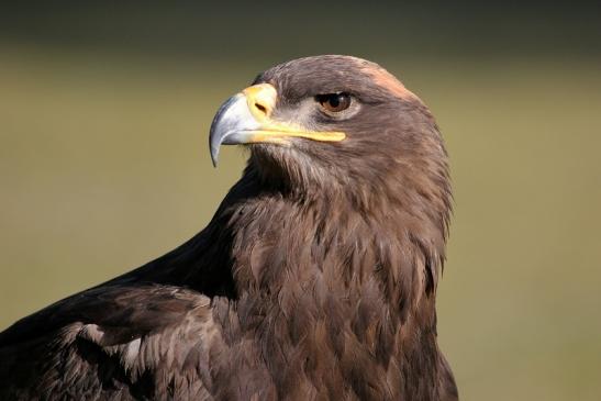 Steppenadler - Falknerei - Wildpark Alte Fasanerie Klein Auheim 2015