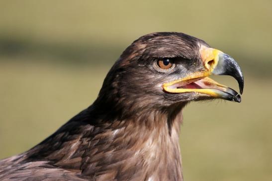 Steppenadler - Falknerei - Wildpark Alte Fasanerie Klein Auheim 2015