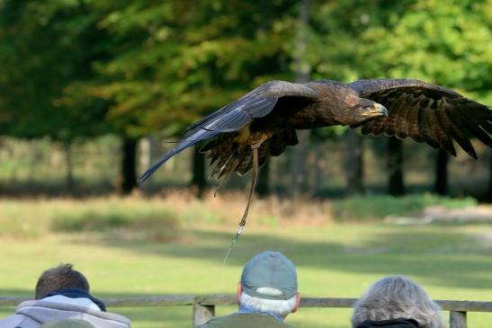 Steppenadler - Falknerei - Wildpark Alte Fasanerie Klein Auheim 2017