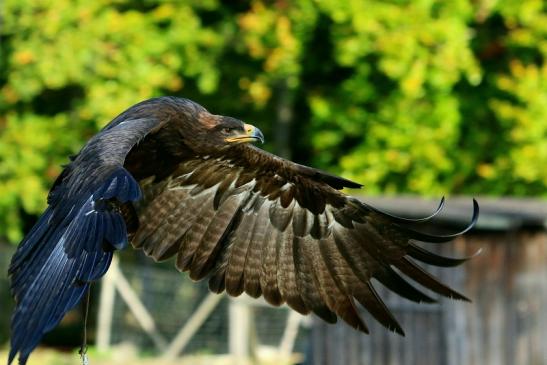 Steppenadler - Falknerei - Wildpark Alte Fasanerie Klein Auheim 2017