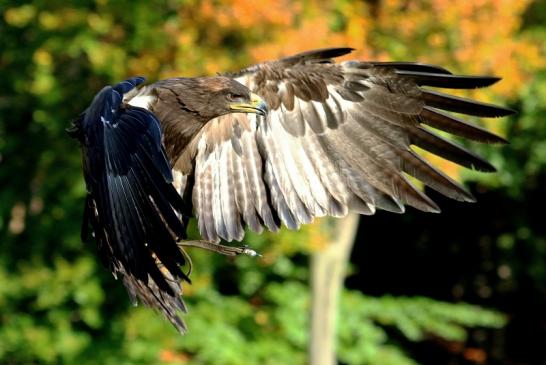 Steppenadler - Falknerei - Wildpark Alte Fasanerie Klein Auheim 2017