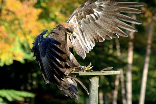 Steppenadler - Falknerei - Wildpark Alte Fasanerie Klein Auheim 2017