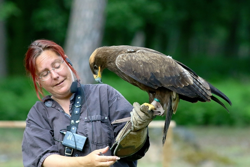 Steppenadler - Falknerei - Wildpark Alte Fasanerie Klein Auheim 2017