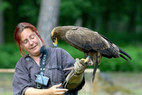 Steppenadler - Falknerei - Wildpark Alte Fasanerie Klein Auheim 2017