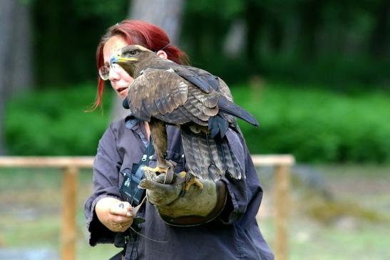 Steppenadler - Falknerei - Wildpark Alte Fasanerie Klein Auheim 2017